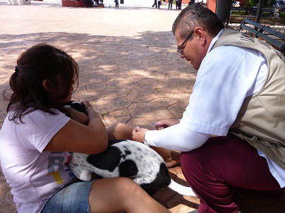 VALLADOLID: Exhortan a vacunar a las mascotas. VALLADOLID: Exhortan a vacunar a las mascotas.