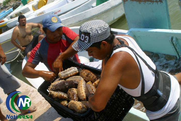 Solicita etiquetar recursos para establecer oficinas de pesca y acuacultura en los puertos de Yucatán y Quintana Roo Solicita etiquetar recursos para establecer oficinas de pesca y acuacultura en los puertos de Yucatán y Quintana Roo