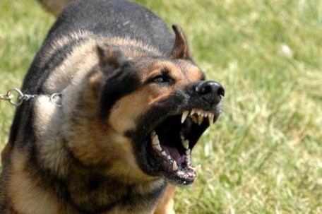 Denuncian falta de vacunas antirrábicas en Kanasín Denuncian falta de vacunas antirrábicas en Kanasín
