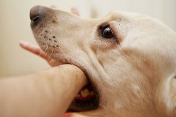 ¿Qué hacer en caso de ser mordido por un perro o un gato? ¿Qué hacer en caso de ser mordido por un perro o un gato?