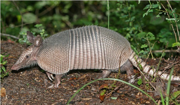 El armadillo no es transmisor de la lepra El armadillo no es transmisor de la lepra