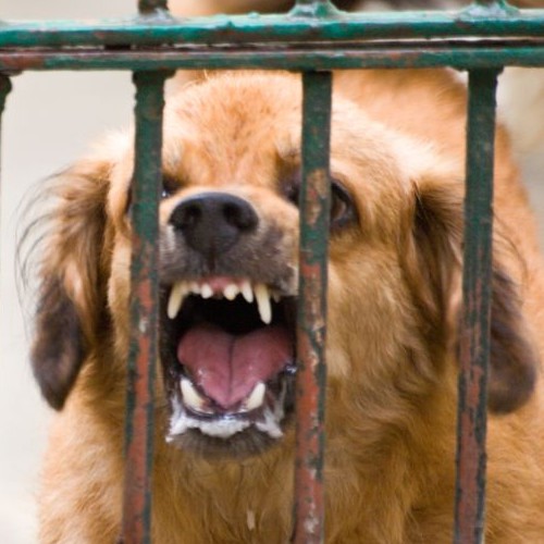 El perro es el principal transmisor de la rabia El perro es el principal transmisor de la rabia