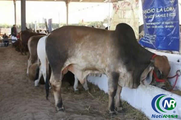 Subsidio para 40 animales en tianguis ganadero de Tizimín 2014 Subsidio para 40 animales en tianguis ganadero de Tizimín 2014