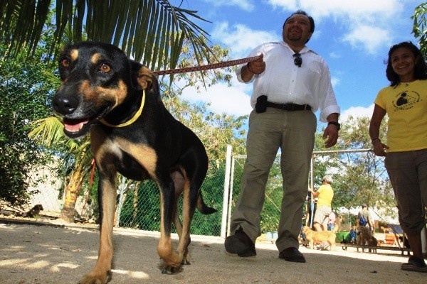 Es más humano esterilizar que matar Es más humano esterilizar que matar