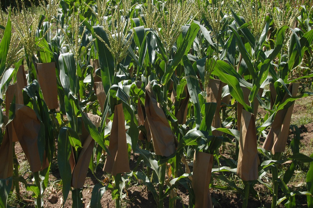 Tzucacab: Aproximadamente 200 hectáreas de maíz afectaron las lluvias en Tzucacab Tzucacab: Aproximadamente 200 hectáreas de maíz afectaron las lluvias en Tzucacab