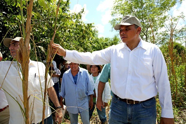 Apoyarán a productores afectados por plaga de la langosta Apoyarán a productores afectados por plaga de la langosta