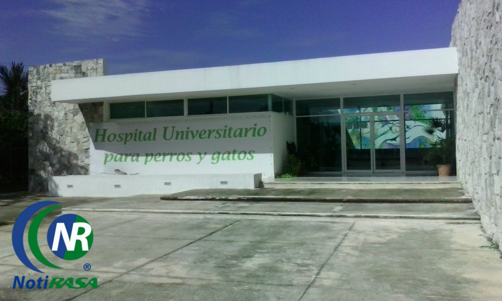 Atención médica de calidad para perros y gatos en el oriente de la ciudad Atención médica de calidad para perros y gatos en el oriente de la ciudad