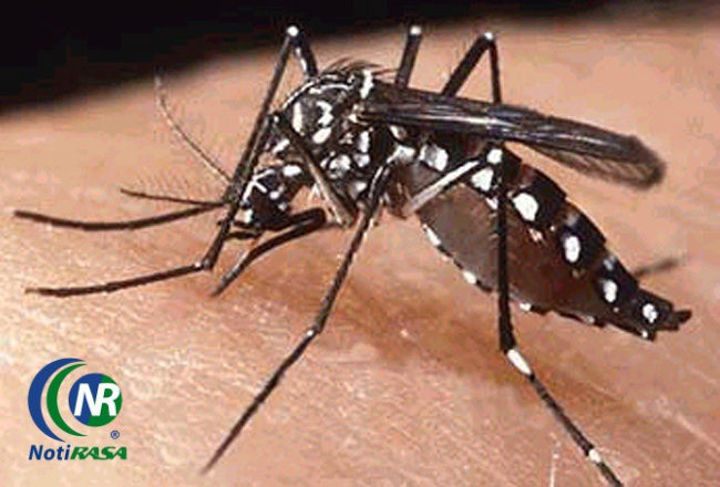 Ceden en un 50% los casos de dengue Ceden en un 50% los casos de dengue