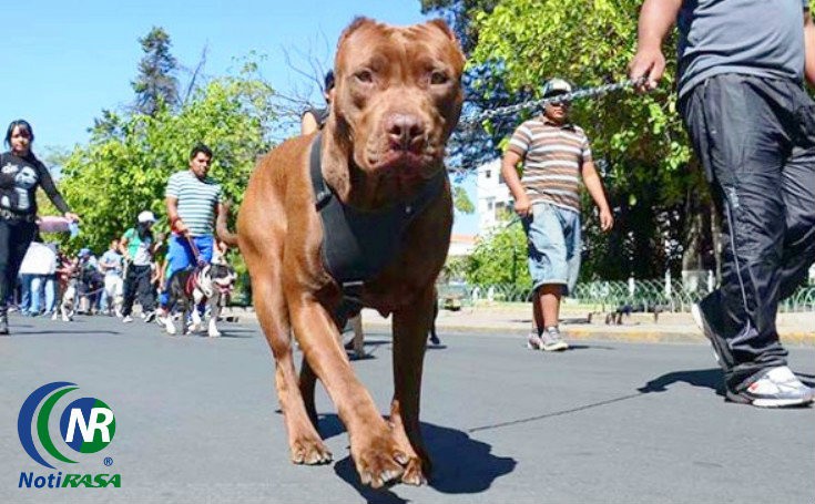 Solo Mérida y Valladolid, cuentan con un reglamento de tenencia responsable de mascotas Solo Mérida y Valladolid, cuentan con un reglamento de tenencia responsable de mascotas