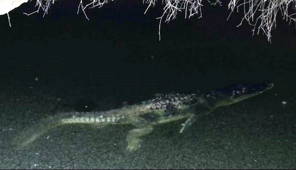 Revuelo por presencia de un cocodrilo en cenote de Tizimín Revuelo por presencia de un cocodrilo en cenote de Tizimín