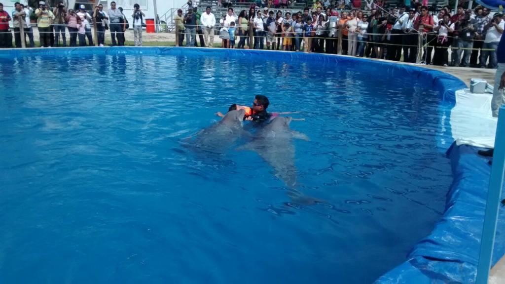 Este año la delfinoterapia benefició a 170 niños Este año la delfinoterapia benefició a 170 niños