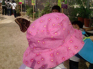 El mariposario de la Ferida de Xmatkuil ahora tiene instalaciones más grandes El mariposario de la Ferida de Xmatkuil ahora tiene instalaciones más grandes