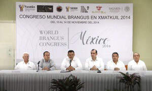 Realizarán el VII Congreso Mundial de Ganado Brangus en Xmatkuil Realizarán el VII Congreso Mundial de Ganado Brangus en Xmatkuil