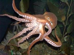 La denominación de origen del pulpo maya podría tardar año y medio más La denominación de origen del pulpo maya podría tardar año y medio más