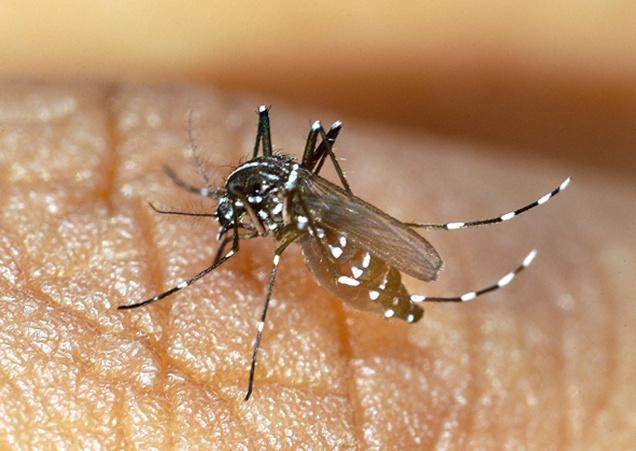 Virus del Chikungunya podría llegar a Yucatán en pocos meses Virus del Chikungunya podría llegar a Yucatán en pocos meses