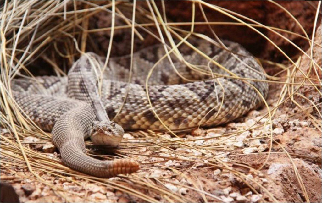 La fauna de los Zoológicos municipales recibe atención especial en temporada de frío La fauna de los Zoológicos municipales recibe atención especial en temporada de frío