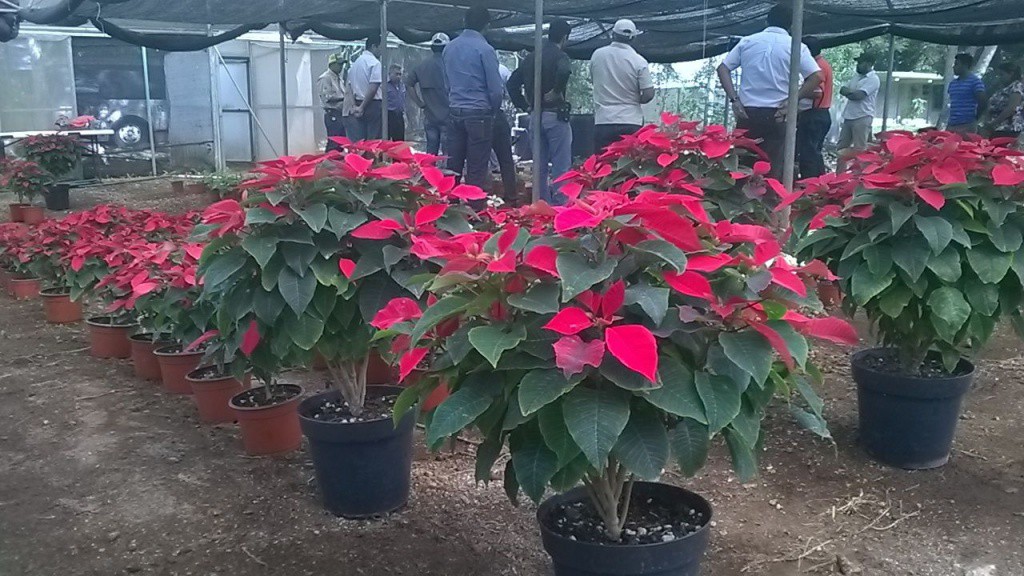 Alumnos del ITA de Conkal desarrollan una flor denominada Nochebuena Yucateca Alumnos del ITA de Conkal desarrollan una flor denominada Nochebuena Yucateca