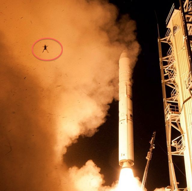Lo más viral “La Rana Astronauta” Lo más viral “La Rana Astronauta”
