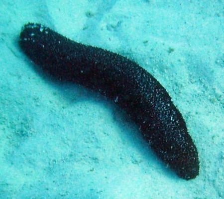 Yucatán desarrolla biotecnología para el cultivo de pepino de mar Yucatán desarrolla biotecnología para el cultivo de pepino de mar