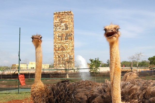 Zoológicos centenario y animaya abrirán los lunes de vacaciones Zoológicos centenario y animaya abrirán los lunes de vacaciones