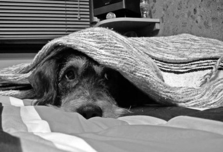 Juegos pirotécnicos, stress para las mascotas Juegos pirotécnicos, stress para las mascotas
