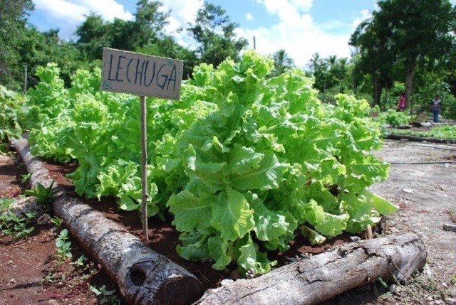 2014 fue un mal año para la horticultura en Yucatán 2014 fue un mal año para la horticultura en Yucatán
