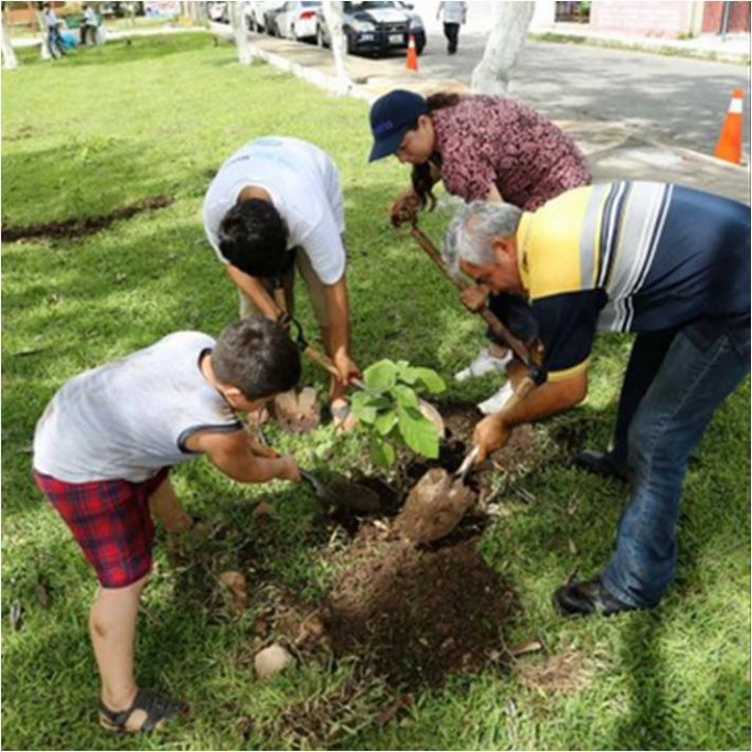25 arboles ha plantado el Ayuntamiento de Mérida 25 arboles ha plantado el Ayuntamiento de Mérida