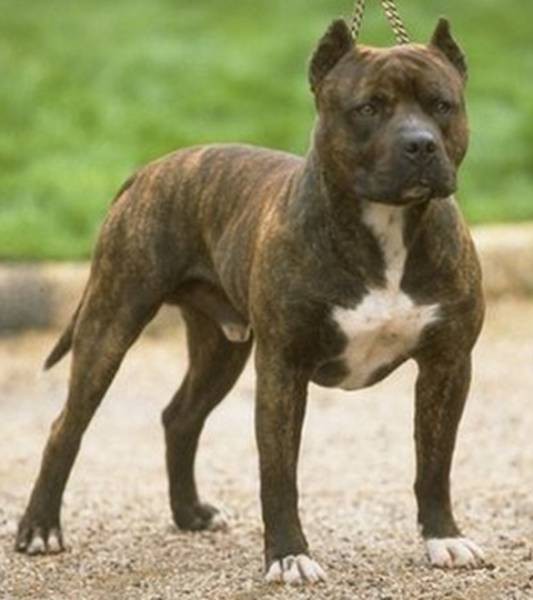 Replica de vecina: no tiene 10 perros pitbull y mucho menos es cochina Replica de vecina: no tiene 10 perros pitbull y mucho menos es cochina