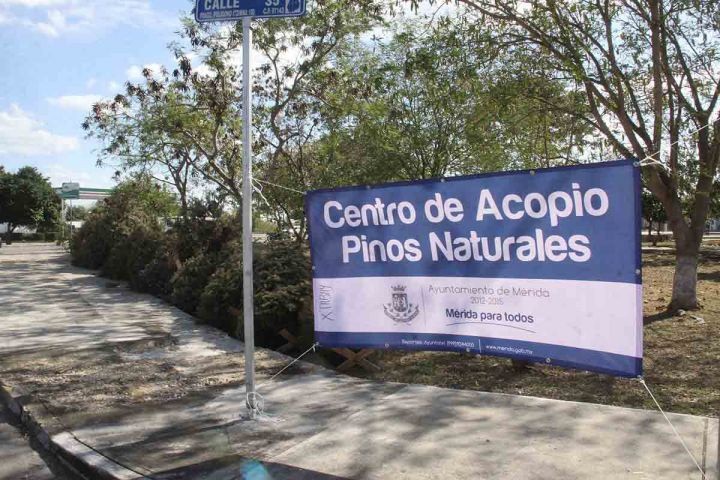Serán 12 centros de acopio de arboles navideños Serán 12 centros de acopio de arboles navideños