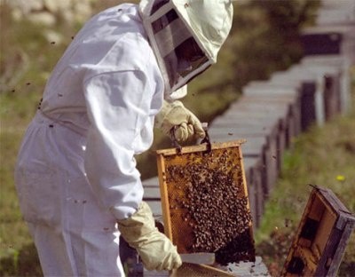 Más de 10 mil toneladas de miel fueron recolectadas en Yucatán el año pasado Más de 10 mil toneladas de miel fueron recolectadas en Yucatán el año pasado