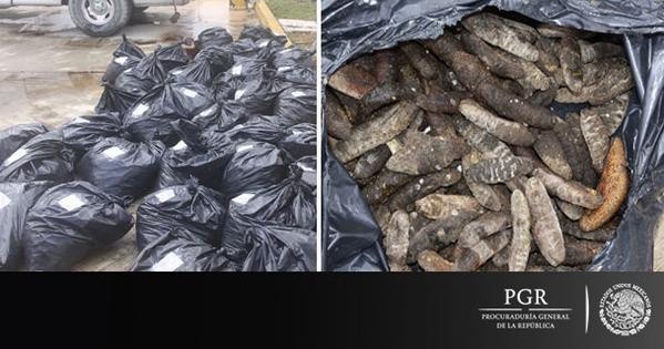 Consigna PGR a cuatro personas por acopio de más de 780 kilos de especie acuática protegida Consigna PGR a cuatro personas por acopio de más de 780 kilos de especie acuática protegida