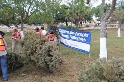 Más de 4 mil arbolitos navideños recolectó el Ayuntamiento de Mérida Más de 4 mil arbolitos navideños recolectó el Ayuntamiento de Mérida
