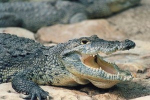Mata al cocodrilo que hace cuatro meses se comió a su mujer embarazada Mata al cocodrilo que hace cuatro meses se comió a su mujer embarazada