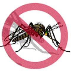 El dengue presenta una reducción del 80% El dengue presenta una reducción del 80%