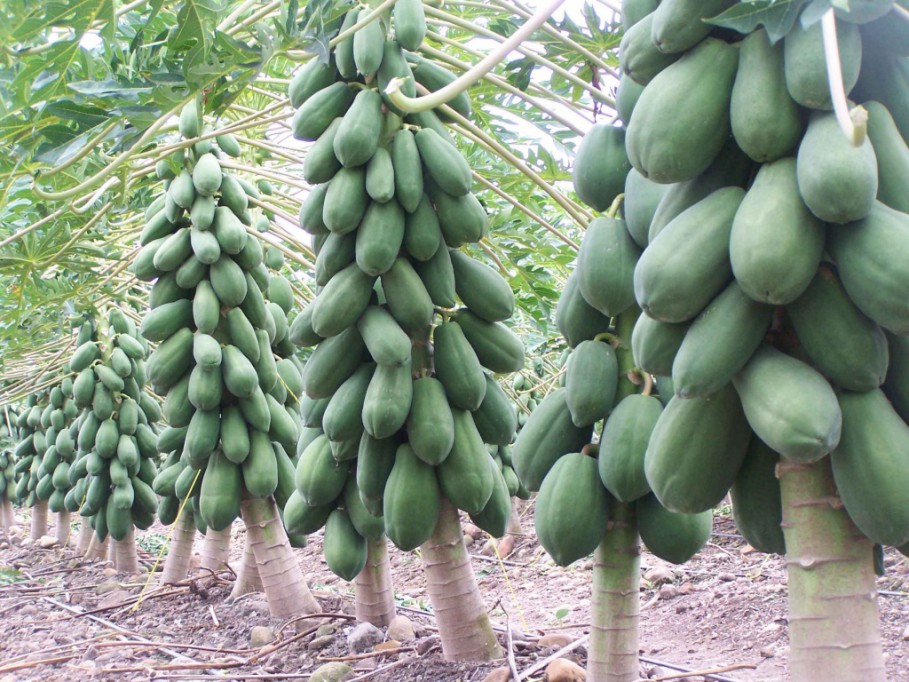 Baja el precio de la papaya ante la falta de exportación Baja el precio de la papaya ante la falta de exportación