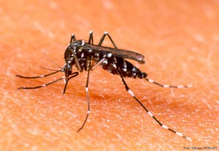 De septiembre a noviembre se reproducen más los moscos del dengue. De septiembre a noviembre se reproducen más los moscos del dengue.