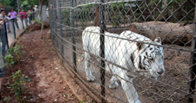 Sugieren intercambiar animales de los zoológicos de Mérida Sugieren intercambiar animales de los zoológicos de Mérida