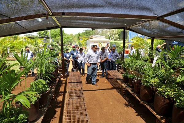 El vivero municipal cuenta con 30 mil árboles sembrados El vivero municipal cuenta con 30 mil árboles sembrados