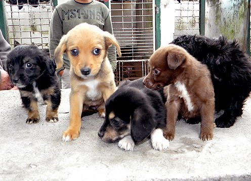 Promueven la adopción de perros callejeros Promueven la adopción de perros callejeros