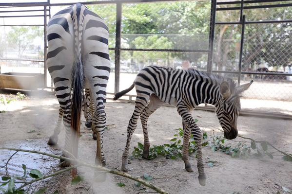 Nuevo inquilino en el zoológico centenario Nuevo inquilino en el zoológico centenario