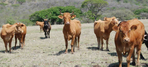 La sequía mata a las reses de hambre o por exposición a las fuertes temperaturas La sequía mata a las reses de hambre o por exposición a las fuertes temperaturas