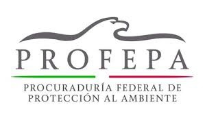 Aseguran en Kanasín un ejemplar de flora silvestre en peligro de extinción Aseguran en Kanasín un ejemplar de flora silvestre en peligro de extinción