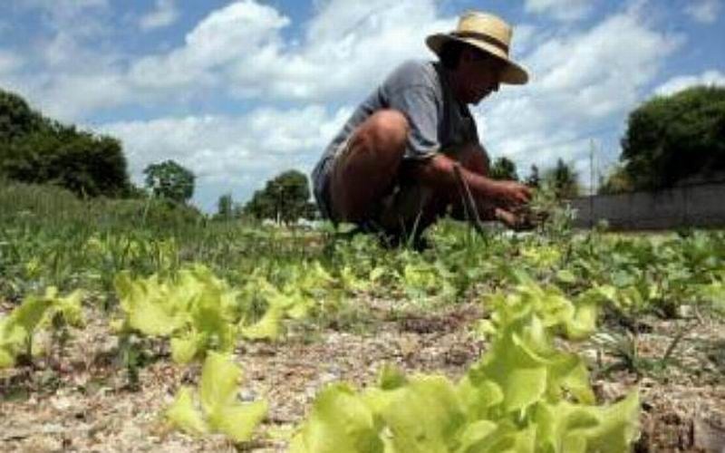 Poco más del 50% del territorio yucateco es ejidal Poco más del 50% del territorio yucateco es ejidal