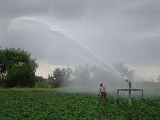 Productores agrícolas deben regar 2 horas más al día para proteger sus cosechas del calor Productores agrícolas deben regar 2 horas más al día para proteger sus cosechas del calor