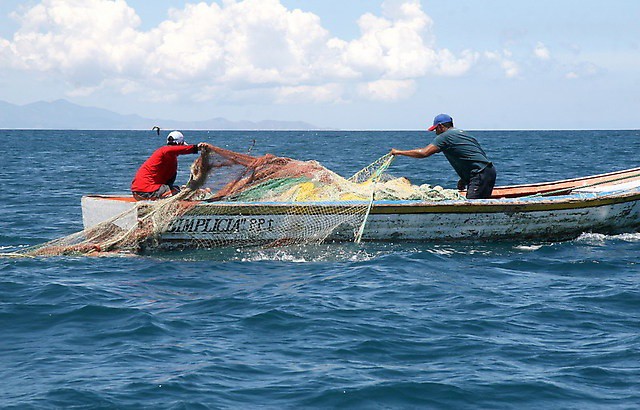 Por sobre explotación del mero pescadores registran baja en la captura Por sobre explotación del mero pescadores registran baja en la captura