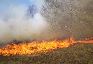 Incendio consume más de 5 mil hectáreas al sur de la entidad Incendio consume más de 5 mil hectáreas al sur de la entidad