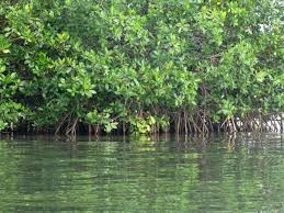 Los manglares: bosques marinos que protegen la vida en el océano Los manglares: bosques marinos que protegen la vida en el océano