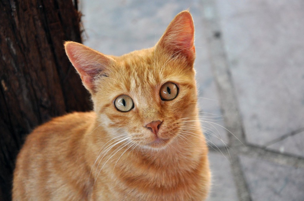 Toxoplasmosis, enfermedad letal que transmiten gatos y roedores Toxoplasmosis, enfermedad letal que transmiten gatos y roedores