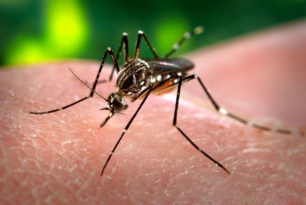 Posibles casos de dengue, en Tizimín Posibles casos de dengue, en Tizimín