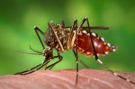 En Yucatán no se han registrado casos de Chikungunya: Mendoza Mezquita En Yucatán no se han registrado casos de Chikungunya: Mendoza Mezquita